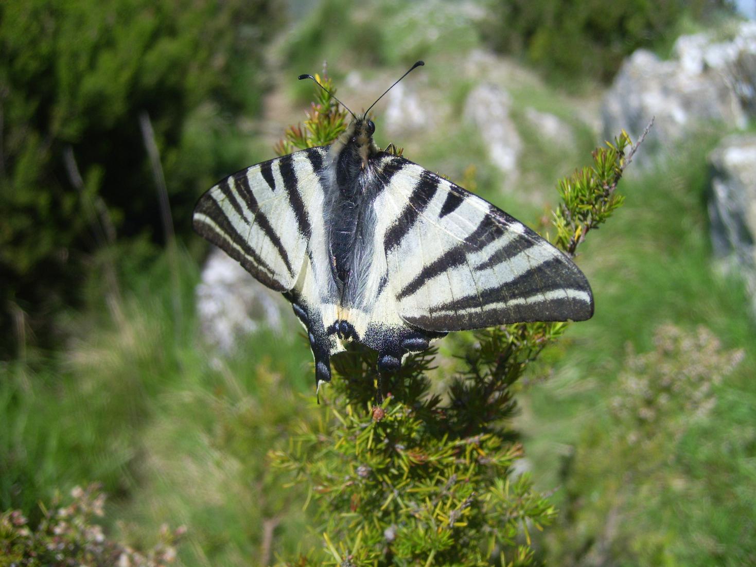 Iphiclides podalirius